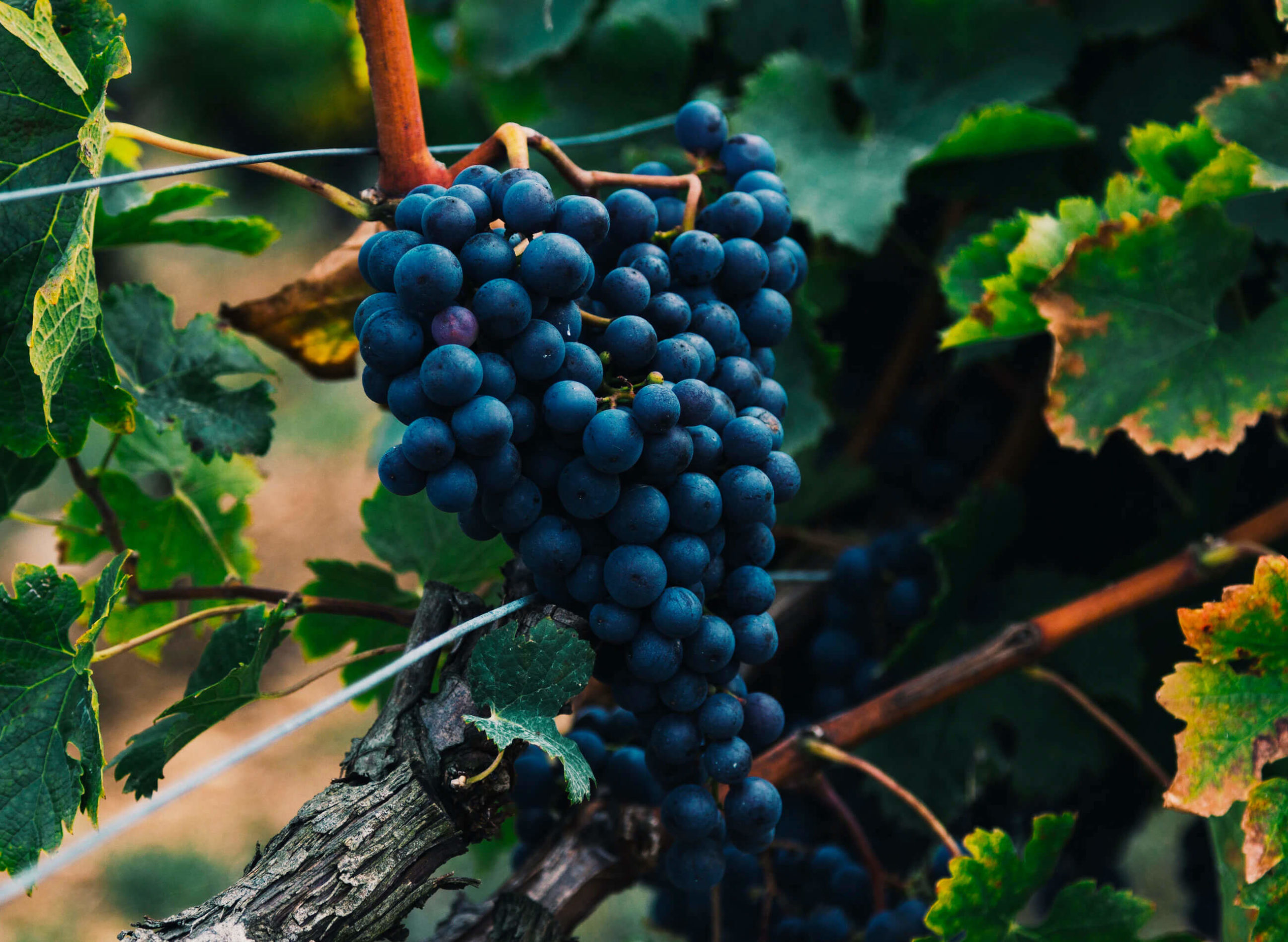 Grapes Grapes